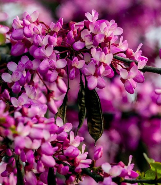 Cercis siliquastrum